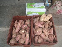 　東莒地瓜進入收成期，排名養生食品NO1的地瓜現在品嚐正是時候。（圖／文：林冰芳）