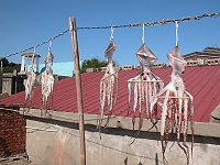 　新鮮章魚曬乾後鮮味依舊，也能延長保存期限。（圖／文：林冰芳）
