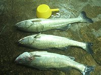 　重達十四斤的大鱸魚是昨日東莒釣友創下的好成績。（圖／文：林冰芳）