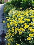 愈冷愈開花／圖與文：陳其敏