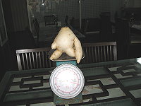 　西莒農友種植長相奇特白蘿蔔。（圖／文：陳樂團）