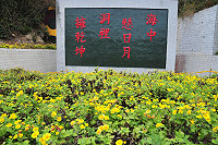　嚴冬降臨，油菊花不畏寒冷恣意開放，北海坑道周邊一大片的油菊，將原本就高知名度的景點點綴的更加美麗，也讓訪客更有驚艷的感覺。（圖／文：曹重偉）