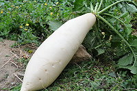 　好菜頭。（圖與文：陳鵬雄）