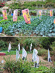 地區農民展現早年克難智慧,把大型活動及選舉後的宣傳旗幟,插在田中以驅趕鳥類,也讓路人莞爾一笑。(圖/文:曹重偉)