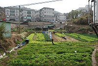 　地區蔬菜施肥種類多元，縣府及農會將持續輔導農民以有效率的耕種方式，種出優質蔬果。（圖／文：邱竟瑋）