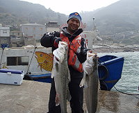 馬祖進入鱸魚正季,各地釣友享受大咬的快感。(圖/文:陳鵬雄)