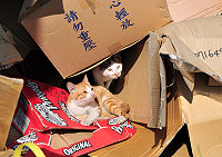 　貓兒的暖冬。（圖／文：曹重偉）