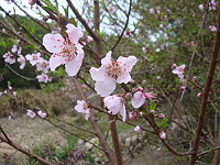 全村一起來熱鬧!(圖與文:張登傑、陳樂團)