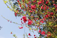 　馬祖山櫻花盛開。（圖／文：邱竟瑋）