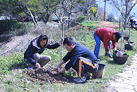 　今日樹苗，將來樹海。（圖：鐵板社區發展協會提供）