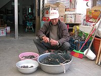 　鮮美海味---藤壺，現在品嚐正是時候。（圖／文：林冰芳）