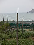 　設置在北竿&#22338;里農地裡的反空降防禦設施將要拆除。（圖／文：陳鵬雄）