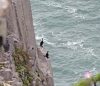 鸕鶿棲息的位置，其地勢非常險峻陡峭，而且還必須透過長鏡頭才能看得清楚。（圖：東引國中小提供）