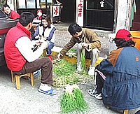 地區麥蔥已進入採收季節,許多家庭拔麥蔥共享天倫樂。(圖/文:曹重偉)