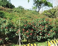 火紅花海迎聖誕（圖與文：陳鵬雄）