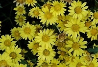冬之菊。（圖與文：張登傑）