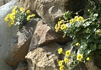 冬之菊。（圖與文：張登傑）