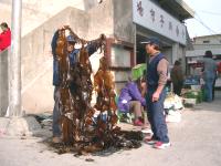 海帶、裙帶菜捲「水」重來／文與圖：宋志富