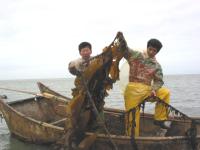 海帶、裙帶菜捲「水」重來／文與圖：宋志富