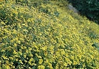 冬之菊。（圖與文：張登傑）