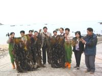 海帶、裙帶菜捲「水」重來／文與圖：宋志富