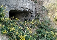 冬之菊。（圖與文：張登傑）