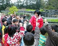 介壽國小及幼稚園小朋友約二百人,分批到苗圃參觀學習。(圖/文:邱桂惠)