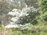地區流蘇樹已開花,滿樹的花朵,彷彿白雪覆蓋枝梢。(圖/文:邱桂惠)