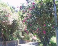 莒光鄉夾竹桃路段,花期盛開,景色宜人。(圖/文:陳樂團)