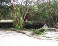中度颱風「杜鵑」帶來強風,西莒島內路樹連根拔斷橫倒路中。(圖/文:陳樂團)