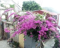 「縣花九重葛」默默綻放,花開滿枝非常艷麗、顯眼,只是大家似乎都已忘了她的存在。(圖/文:曹重偉)