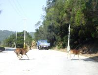 梅花鹿出現於南竿清馬道上，據聞已有不少鄉親目擊，顯見其已適應馬祖地區環境。（圖／文：曹重偉）