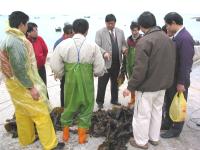連江縣四月份病媒蚊指數調查 介壽村升高 <br>