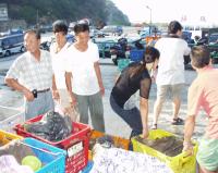網留生機　網住喜悅／文與圖：宋志富